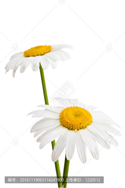 兩雛菊。