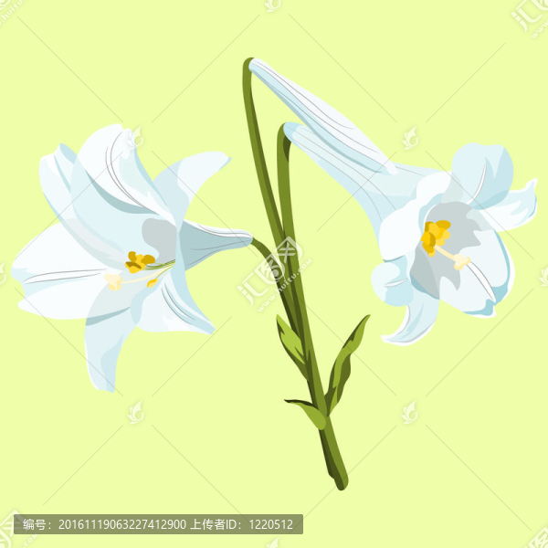 三朵白色的復(fù)活節(jié)百合花，淺綠色背景。