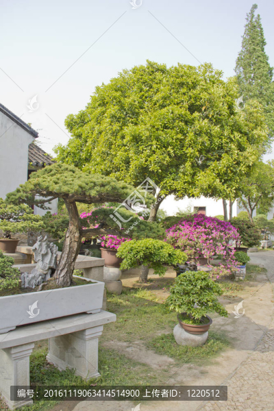 花園里的盆景樹