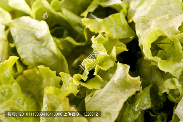 生菜