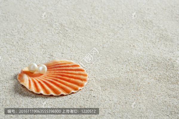 海灘白砂珍珠貝殼蚌宏