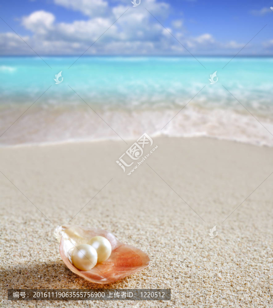 加勒比珍珠殼牌白沙海灘熱帶-匯圖網(wǎng) www.fosd68.com 加勒比珍珠殼牌白沙海灘熱帶