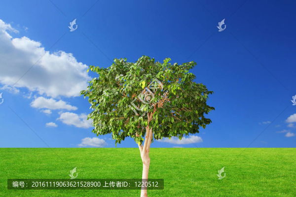 樹的孤獨