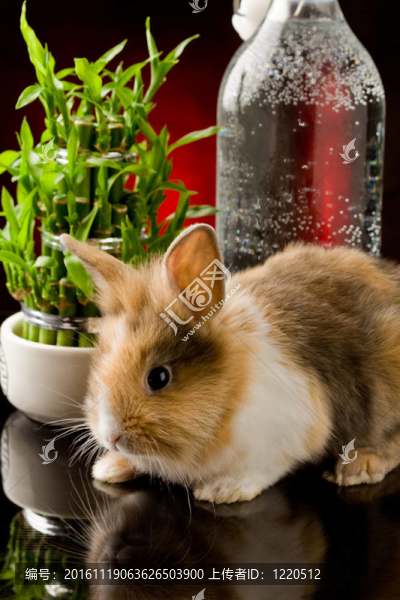 矮兔頭獅子在玻璃桌上