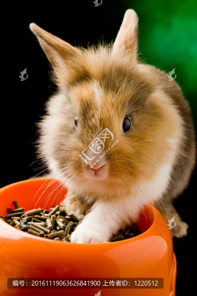 侏儒兔用獅子頭與他的食物碗