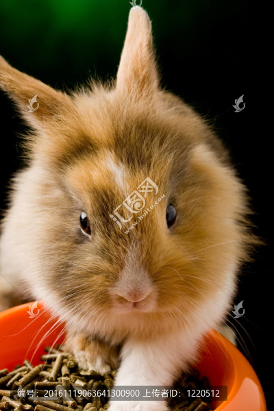 侏儒兔用獅子頭與他的食物碗