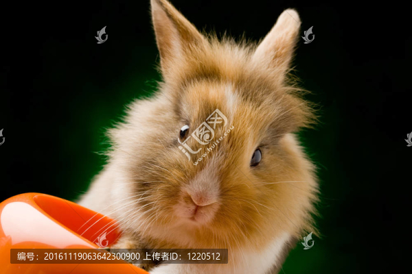 侏儒兔用獅子頭與他的食物碗
