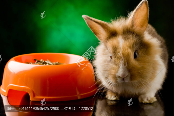 侏儒兔用獅子頭與他的食物碗