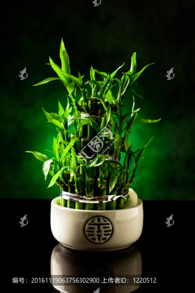 竹類植物
