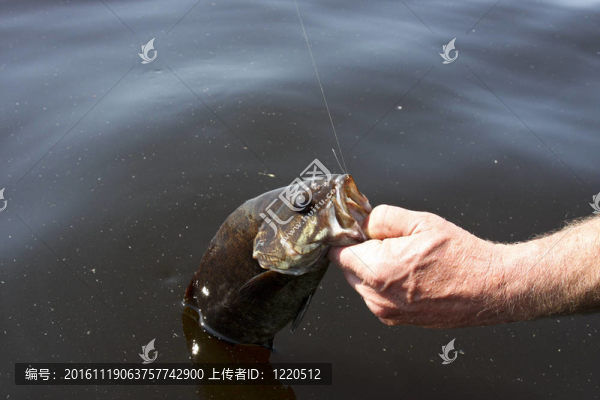 淡水釣鱸魚
