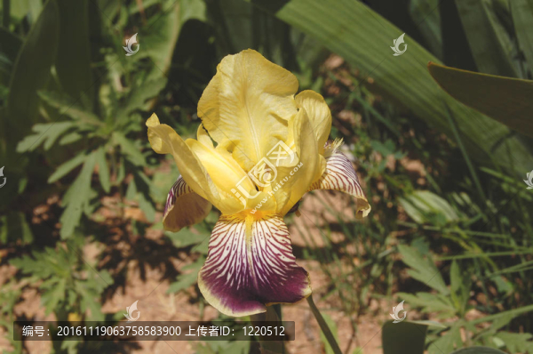 鳶尾德國鳶尾盛開的花園里的黃色