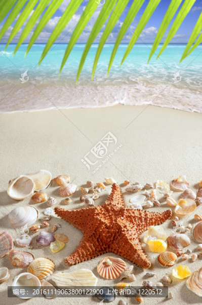 海灘沙灘海星加勒比海熱帶海洋