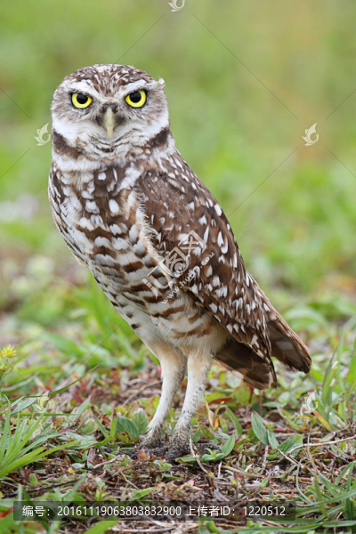 穴居貓頭鷹（雅典娜cunicularia）