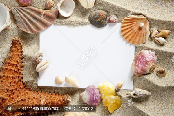 分隔開的空白夏天海星砂殼