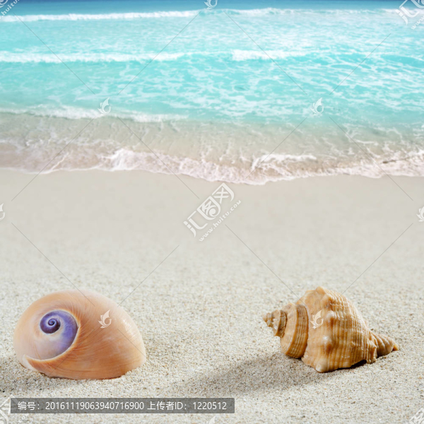 海灘的海蝸牛殼熱帶白沙灘特寫