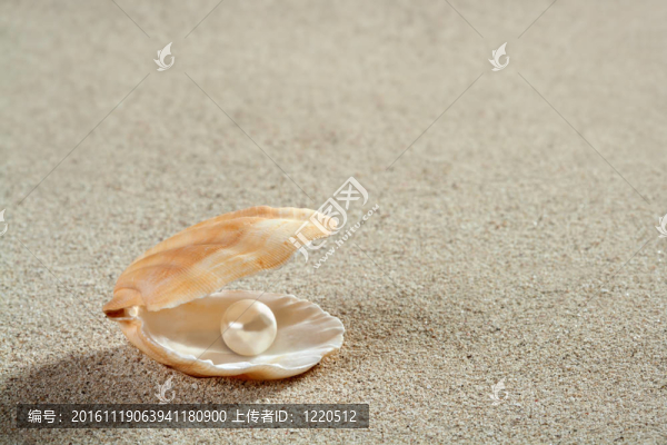 海灘白砂珍珠貝殼蚌宏