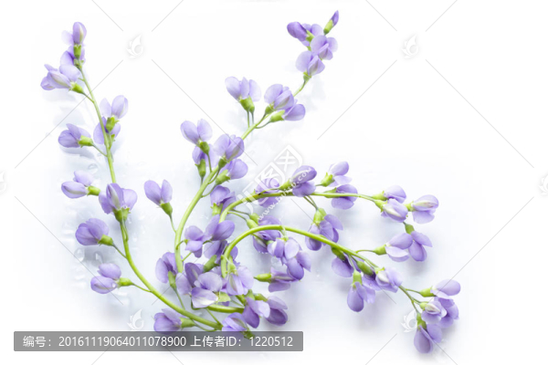 贗靛紫穗槐