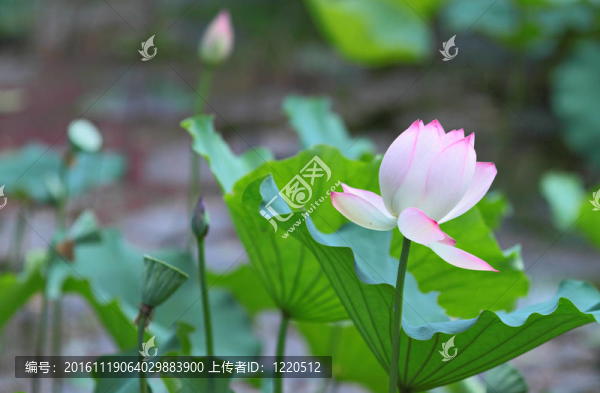 蓮花