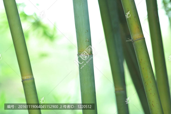 竹