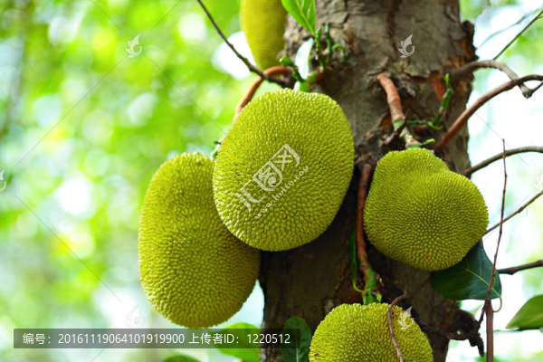 菠蘿蜜樹(shù)-匯圖網(wǎng) www.fosd68.com 菠蘿蜜樹(shù)