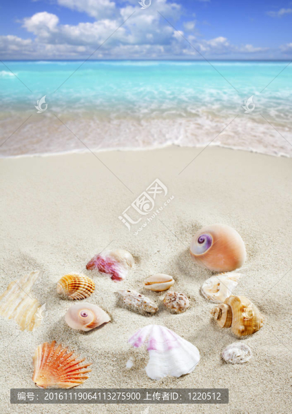 加勒比海沙灘貝殼熱帶夏季假期
