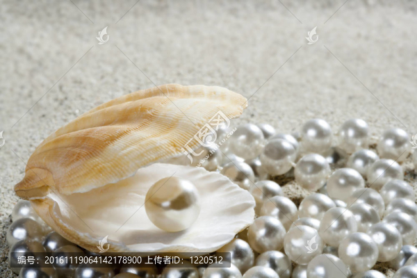 海灘白砂珍珠貝殼蚌宏