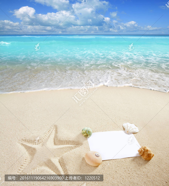 加勒比海灘空白副本空間海星貝殼