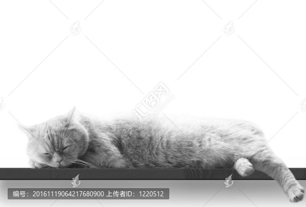 正在睡覺的貓