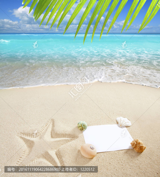 加勒比海灘空白副本空間海星貝殼