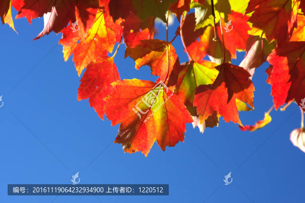 楓葉