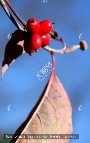 紅莓