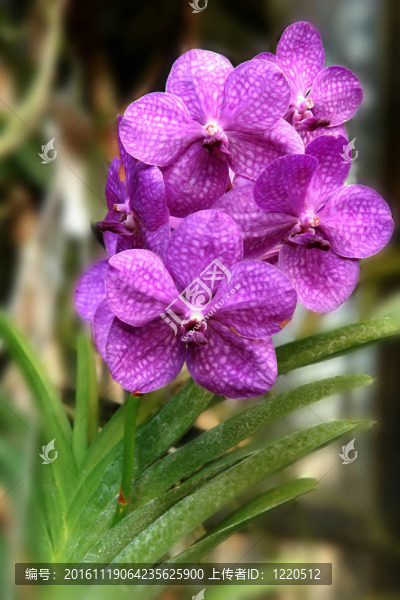蘭花
