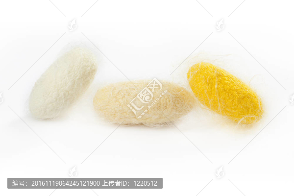 家蠶黃繭分離三特寫