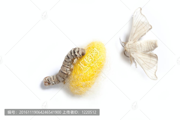 蝴蝶蠶繭蠶三階段