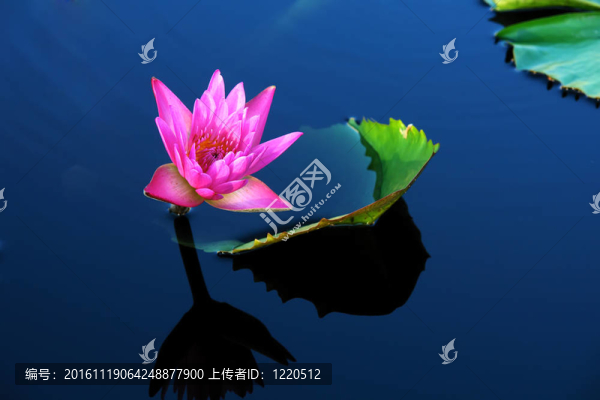 睡蓮