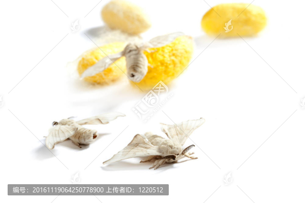 蠶蛹、繭黃蝴蝶