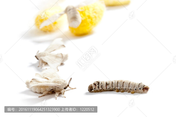 蝴蝶蠶繭蠶三階段