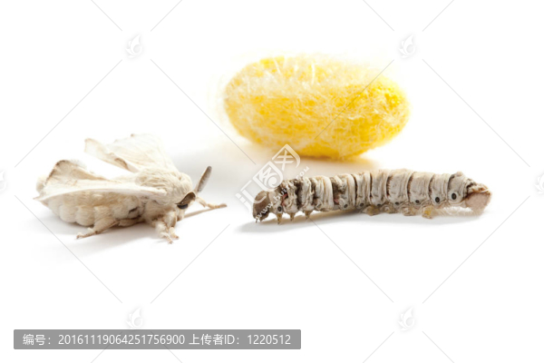 蝴蝶蠶繭蠶三階段
