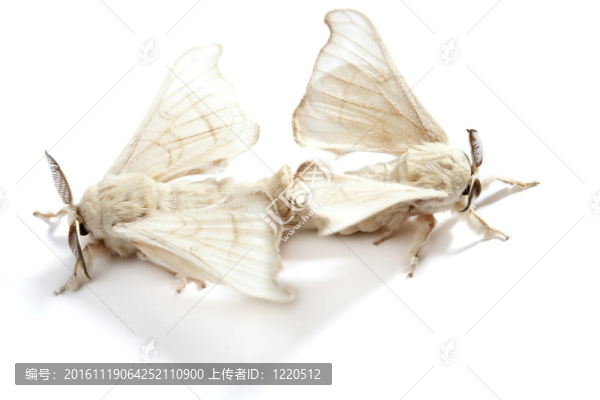 白絹蠶的蝴蝶
