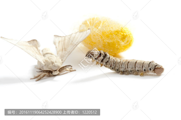 蝴蝶蠶繭蠶三階段