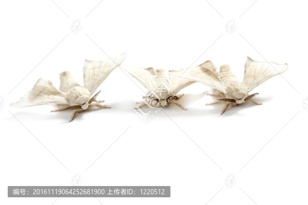 家蠶白葉蟲