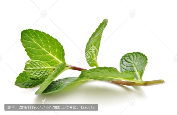 薄荷