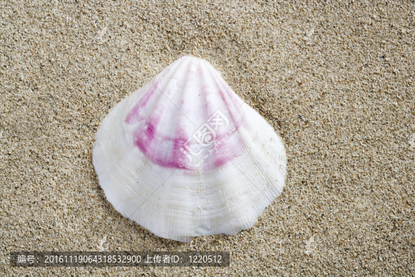 沙灘的白色粉殼宏夏特寫
