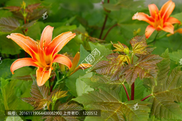 百合在楓葉幼苗中的生長