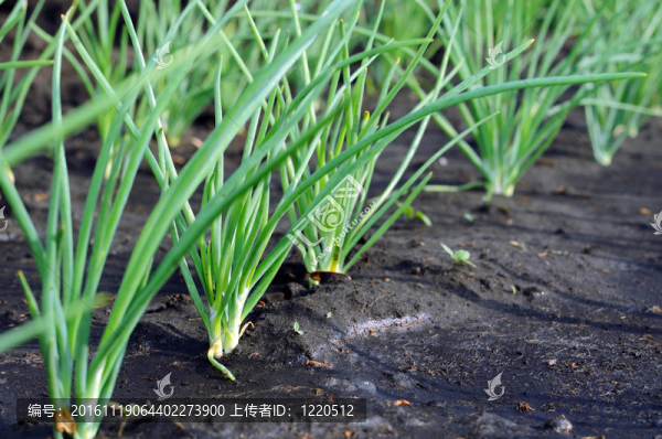 雨后洋蔥種植園