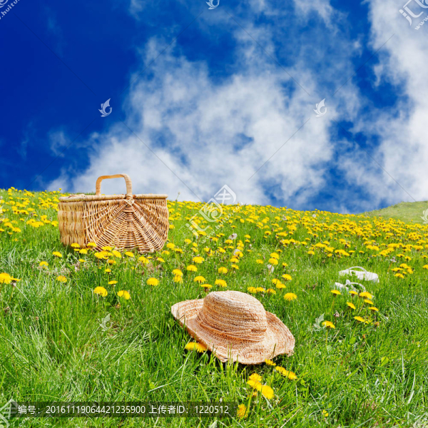 蒲公英的草地上滾動