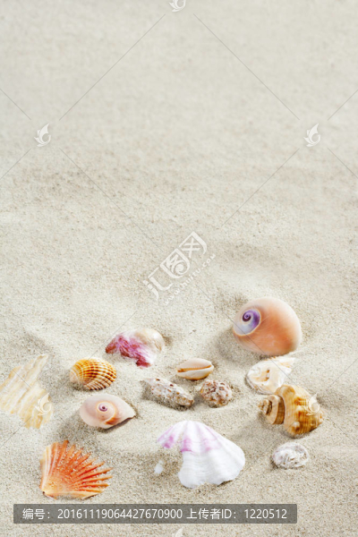 加勒比海沙灘貝殼熱帶夏季假期