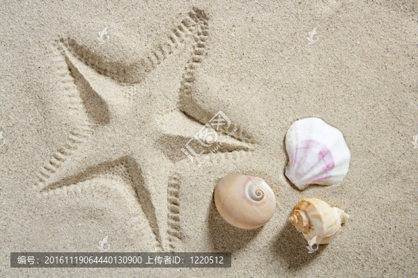 沙灘沙灘海星打印貝殼和蝸牛夏季