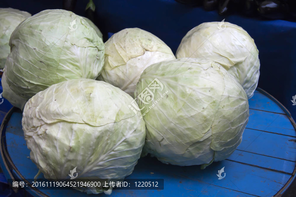 卷心菜