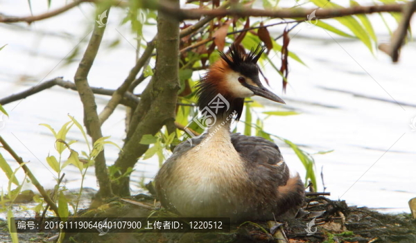 小鸊鷉（Podiceps,cristatus）